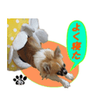 わんこのあんちゃんはキュート（個別スタンプ：24）