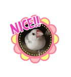 もふもふ白文鳥（個別スタンプ：1）