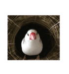 もふもふ白文鳥（個別スタンプ：2）