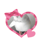 もふもふ白文鳥（個別スタンプ：5）