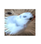 もふもふ白文鳥（個別スタンプ：6）