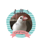 もふもふ白文鳥（個別スタンプ：7）