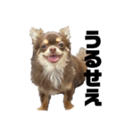 我が家の犬「うに」2（個別スタンプ：1）