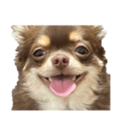 我が家の犬「うに」2（個別スタンプ：2）