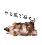 我が家の犬「うに」2（個別スタンプ：4）
