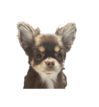 我が家の犬「うに」2（個別スタンプ：5）