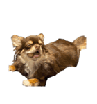 我が家の犬「うに」2（個別スタンプ：6）