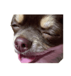 我が家の犬「うに」2（個別スタンプ：7）