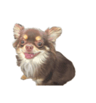 我が家の犬「うに」2（個別スタンプ：8）