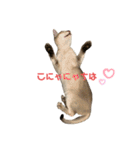 うちのMARU。（個別スタンプ：4）