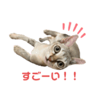 うちのMARU。（個別スタンプ：16）