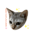 うちのMARU。（個別スタンプ：21）