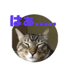 (猫)ここちゃん すたんぷ第二弾？！（個別スタンプ：1）