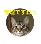 (猫)ここちゃん すたんぷ第二弾？！（個別スタンプ：2）
