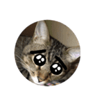 (猫)ここちゃん すたんぷ第二弾？！（個別スタンプ：3）