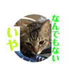 (猫)ここちゃん すたんぷ第二弾？！（個別スタンプ：4）