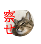 (猫)ここちゃん すたんぷ第二弾？！（個別スタンプ：5）