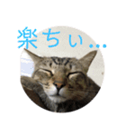 (猫)ここちゃん すたんぷ第二弾？！（個別スタンプ：6）