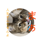 (猫)ここちゃん すたんぷ第二弾？！（個別スタンプ：8）