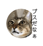 (猫)ここちゃん すたんぷ第二弾？！（個別スタンプ：9）
