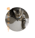 (猫)ここちゃん すたんぷ第二弾？！（個別スタンプ：10）
