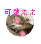 (猫)ここちゃん すたんぷ第二弾？！（個別スタンプ：11）