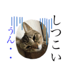 (猫)ここちゃん すたんぷ第二弾？！（個別スタンプ：12）
