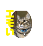 (猫)ここちゃん すたんぷ第二弾？！（個別スタンプ：13）
