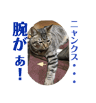 (猫)ここちゃん すたんぷ第二弾？！（個別スタンプ：14）