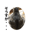 (猫)ここちゃん すたんぷ第二弾？！（個別スタンプ：16）