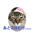 (猫)ここちゃん すたんぷ第二弾？！（個別スタンプ：17）