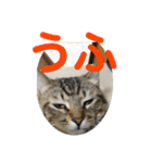 (猫)ここちゃん すたんぷ第二弾？！（個別スタンプ：20）