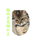(猫)ここちゃん すたんぷ第二弾？！（個別スタンプ：21）