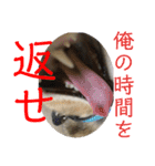(猫)ここちゃん すたんぷ第二弾？！（個別スタンプ：22）
