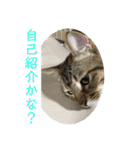 (猫)ここちゃん すたんぷ第二弾？！（個別スタンプ：23）
