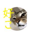 (猫)ここちゃん すたんぷ第二弾？！（個別スタンプ：24）