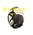 (猫)ここちゃん すたんぷ第二弾？！（個別スタンプ：25）