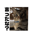 (猫)ここちゃん すたんぷ第二弾？！（個別スタンプ：27）
