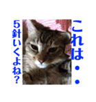 (猫)ここちゃん すたんぷ第二弾？！（個別スタンプ：28）