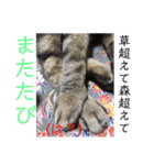 (猫)ここちゃん すたんぷ第二弾？！（個別スタンプ：29）
