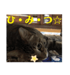 (猫)ここちゃん すたんぷ第二弾？！（個別スタンプ：30）
