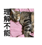 (猫)ここちゃん すたんぷ第二弾？！（個別スタンプ：31）