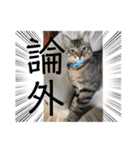 (猫)ここちゃん すたんぷ第二弾？！（個別スタンプ：32）