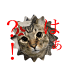 (猫)ここちゃん すたんぷ第二弾？！（個別スタンプ：33）