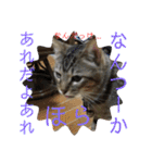 (猫)ここちゃん すたんぷ第二弾？！（個別スタンプ：34）