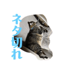 (猫)ここちゃん すたんぷ第二弾？！（個別スタンプ：35）