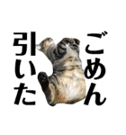 (猫)ここちゃん すたんぷ第二弾？！（個別スタンプ：36）