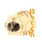 (猫)ここちゃん すたんぷ第二弾？！（個別スタンプ：37）