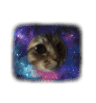 (猫)ここちゃん すたんぷ第二弾？！（個別スタンプ：38）