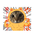 (猫)ここちゃん すたんぷ第二弾？！（個別スタンプ：39）
